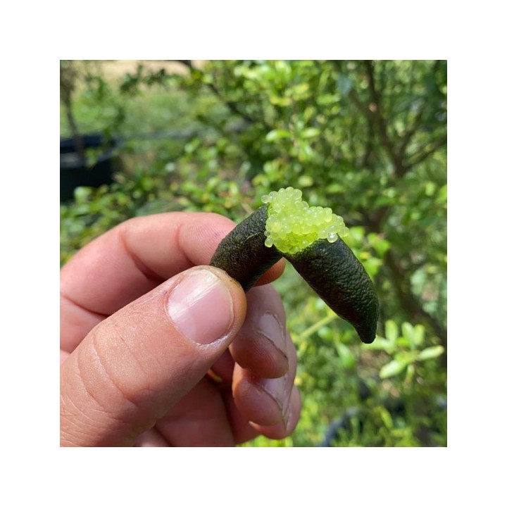 FINGER LIME