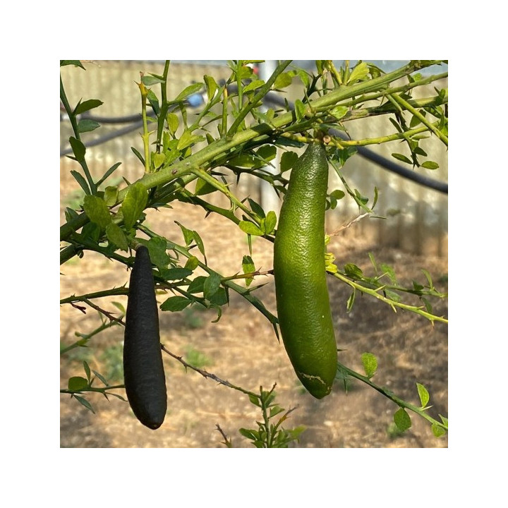 FINGER LIME
