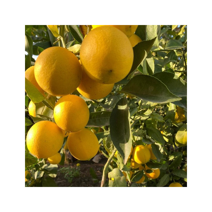 LIMONE MEYER