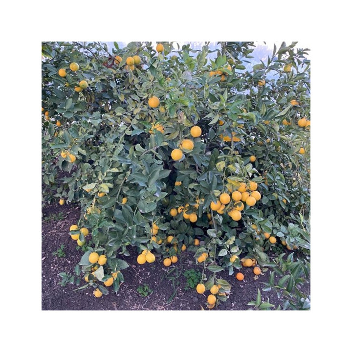 LIMONE MEYER