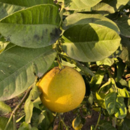 LIPO - LIMONE/POMPELMO