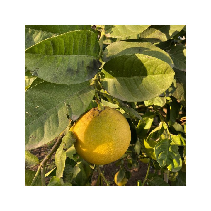 LIPO - LIMONE/POMPELMO