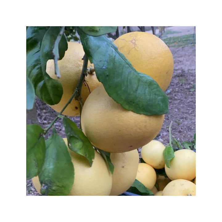 POMPELMO GIALLO