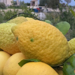 CEDRO "PIRETTO"