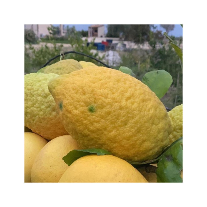 CEDRO "PIRETTO"