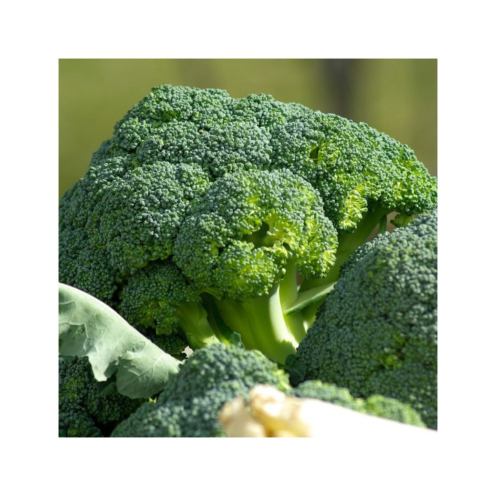 broccoletto siciliano - scramuzzatura