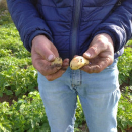 PATATE NOVELLE