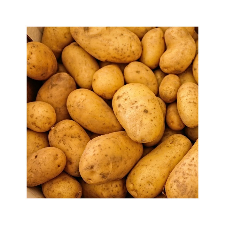 PATATE NOVELLE