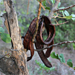 carruba