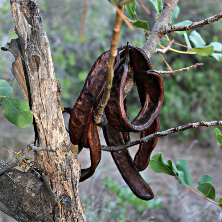 carruba