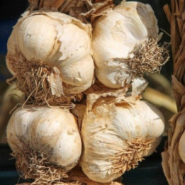 Aglio Bianco - Verdurazon Ortaggi Siciliani Online