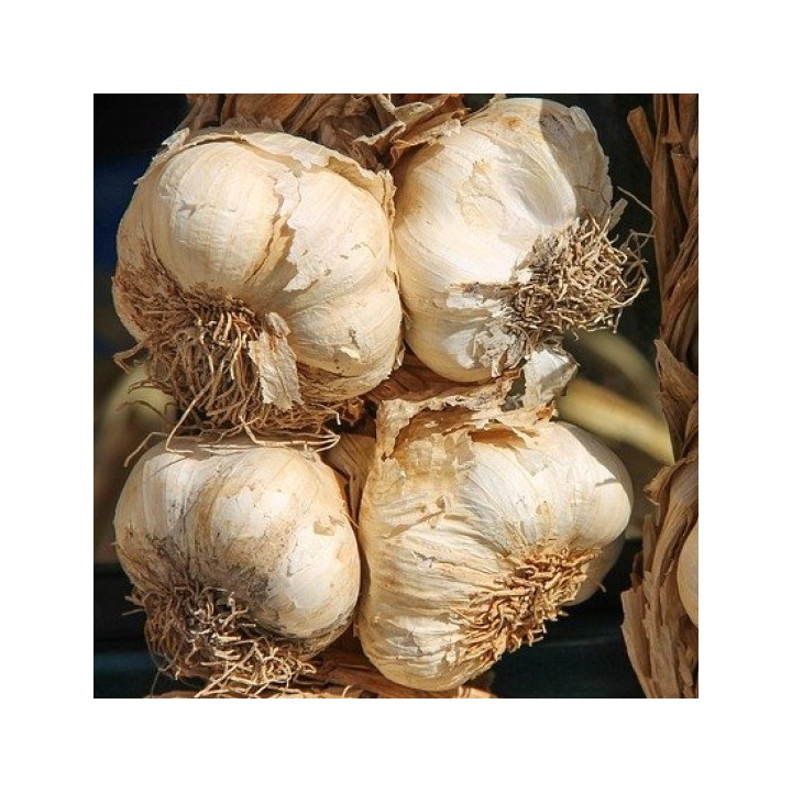 Aglio Bianco - Verdurazon Ortaggi Siciliani Online