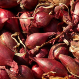 Cipolla Rossa- Verdurazon.it
