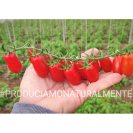 POMODORO DATTERINO