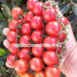 POMODORO CILIEGINO "ROSSO" -  Azienda Agr. Morana Mario