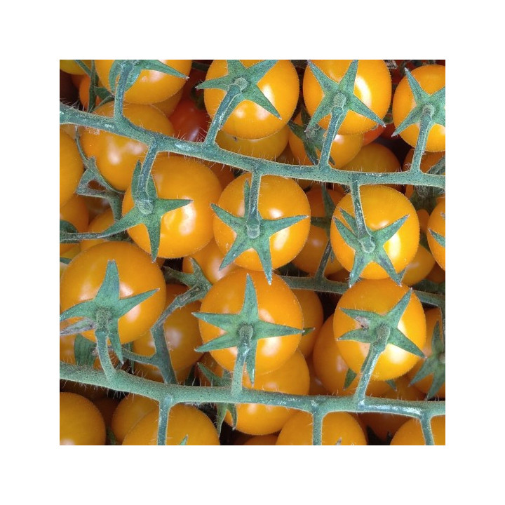 POMODORO CILIEGINO GIALLO