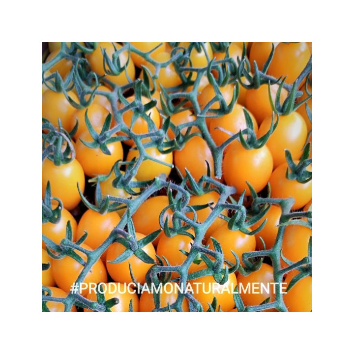 POMODORO DATTERINO "GIALLO" - Az. Agricola Morana Mario