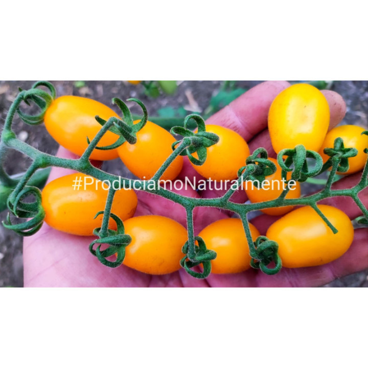 POMODORO DATTERINO "GIALLO" - Az. Agricola Morana Mario