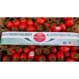 POMODORO PICCADILLY -  Azienda Agr. Morana Mario