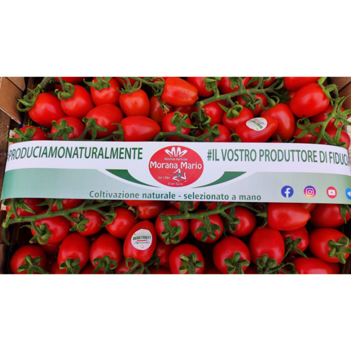 POMODORO PICCADILLY -  Azienda Agr. Morana Mario