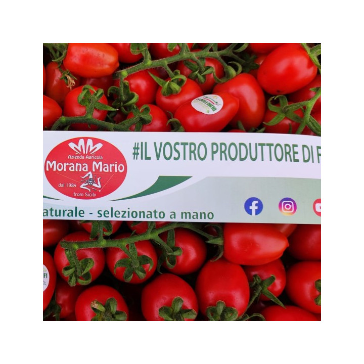 POMODORO PICCADILLY -  Azienda Agr. Morana Mario