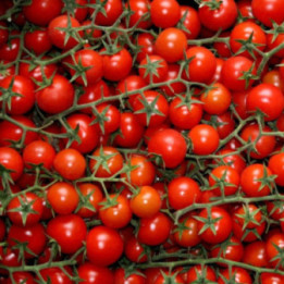Pomodoro Ciliegino- Verdurazon.it