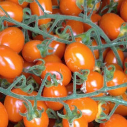 Pomodoro Datterino Arancione- Verdurazon.it