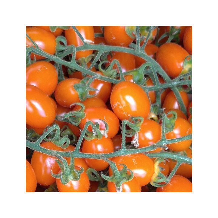 Pomodoro Datterino Arancione- Verdurazon.it