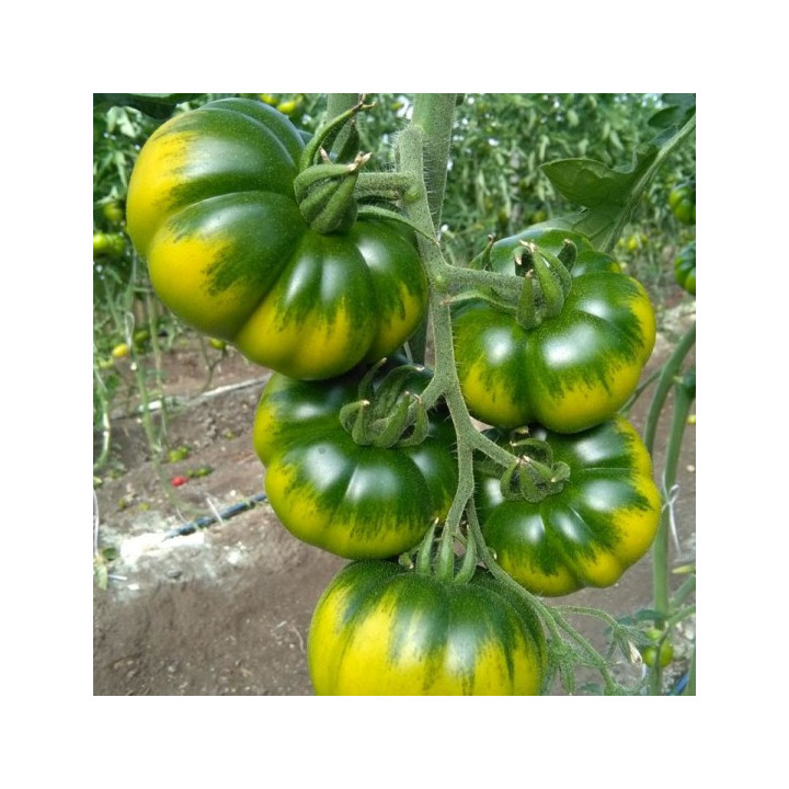 Pomodoro Costoluto Verde- Verdurazon.it