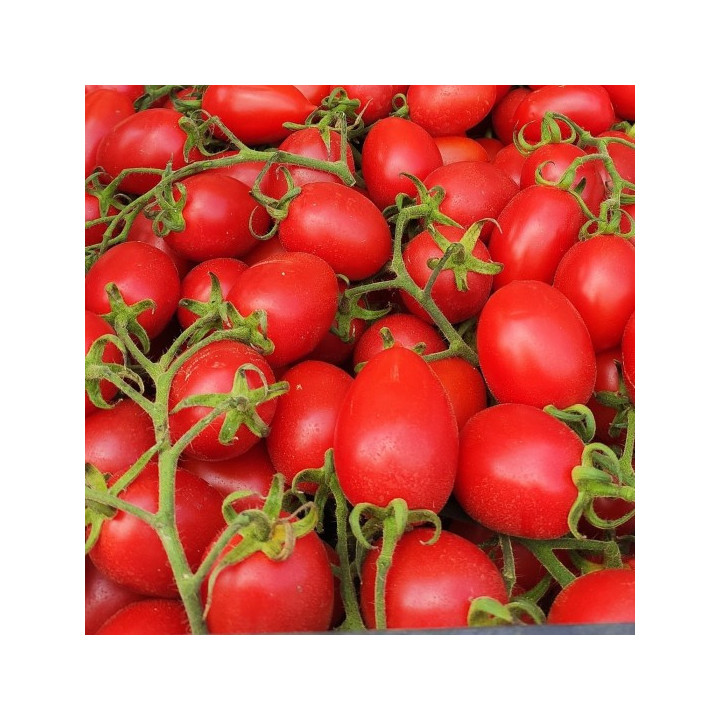Pomodoro Piccadilly- Verdurazon.it