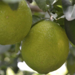 Limetta Messicana- Verdurazon.it