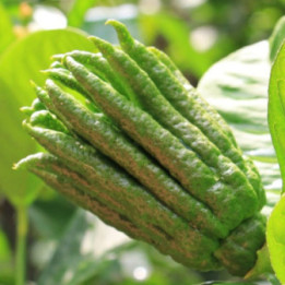 Cedro Mano di Buddha- Verdurazon.it