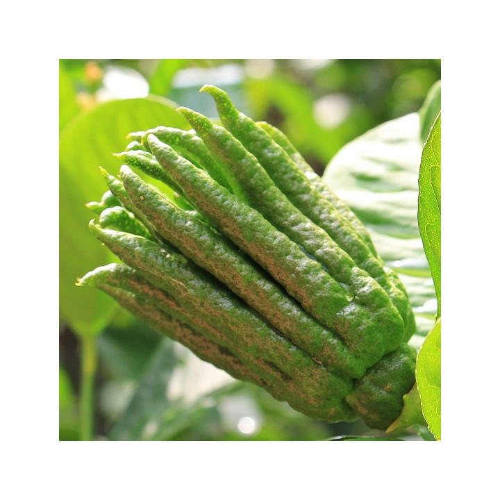 Cedro Mano di Buddha- Verdurazon.it
