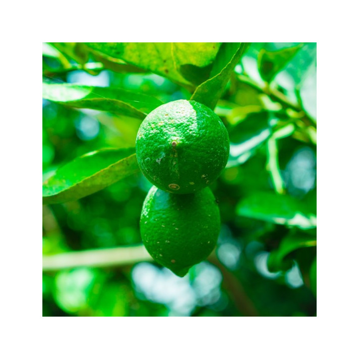  agrumi siciliani online
