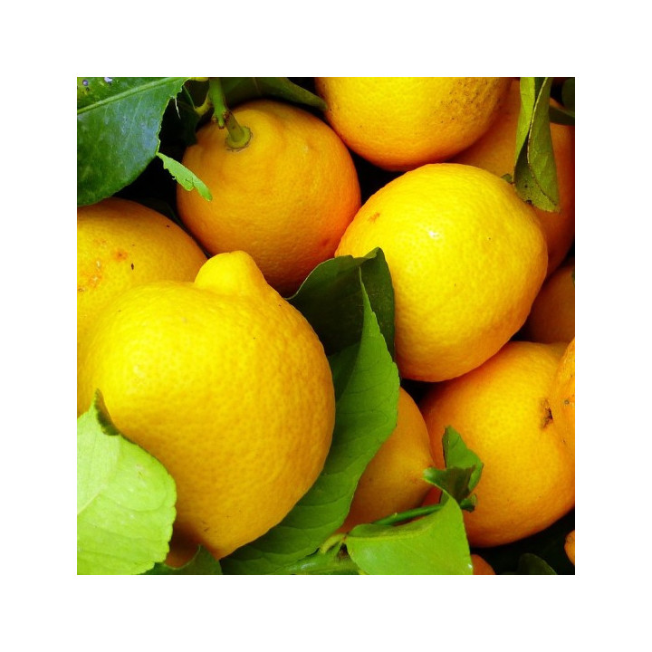 LIMONE PRIMO FIORE