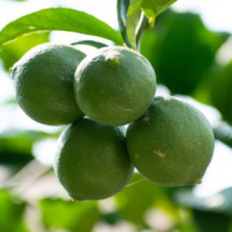 LIMONE VERDELLO