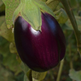 MELANZANA VIOLA