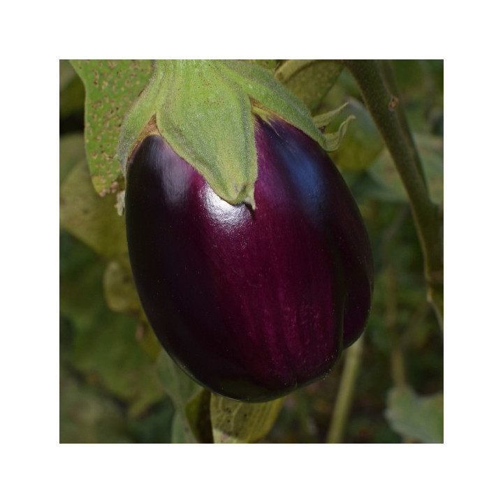 MELANZANA VIOLA