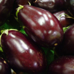 MELANZANA NERA