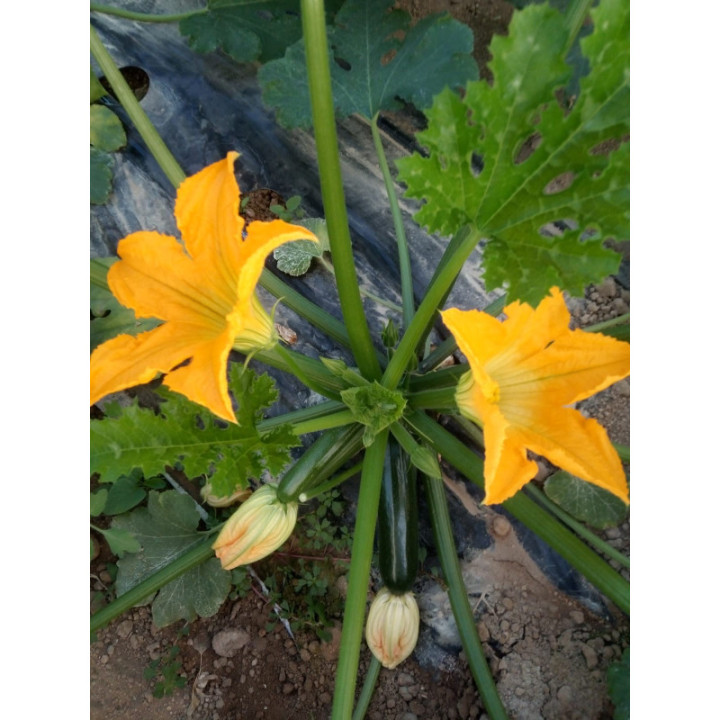 ZUCCHINE