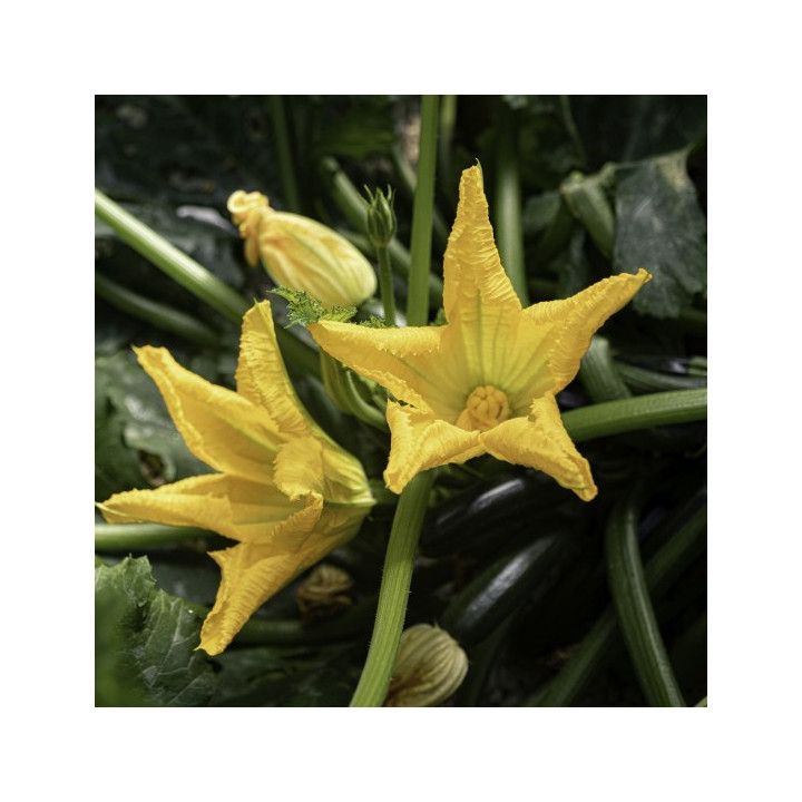 ZUCCHINE