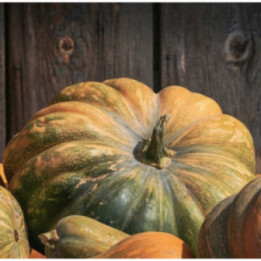 ZUCCA COMUNE