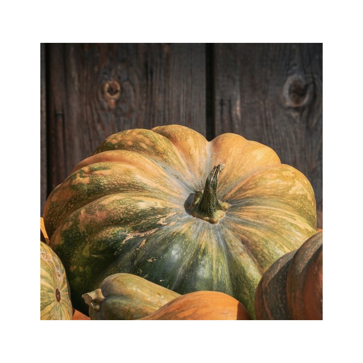 ZUCCA COMUNE