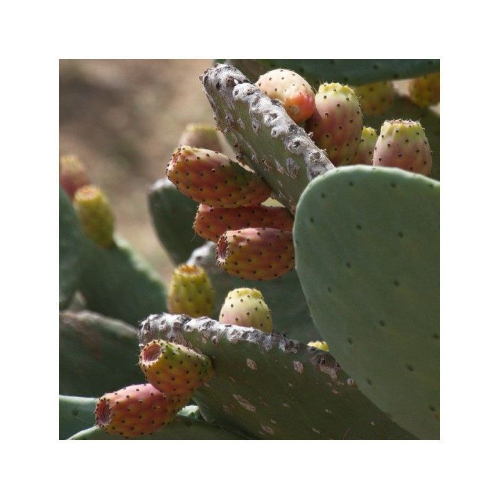 fichi d'india