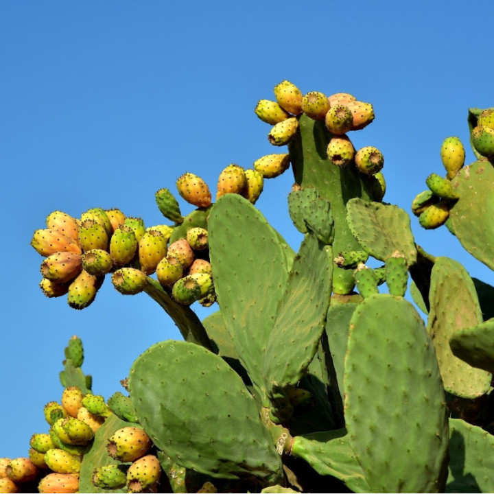 fichi d'india