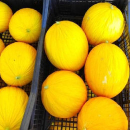 MELONE "CARTUCCIARU"