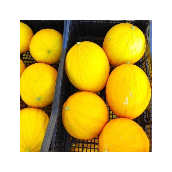 MELONE "CARTUCCIARU"