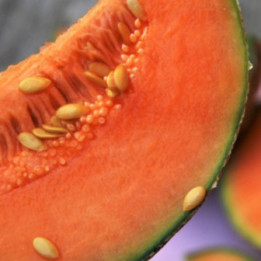 MELONE "CANTALUPO"