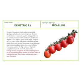 SEMI DI POMODORO MIDI-PLUM