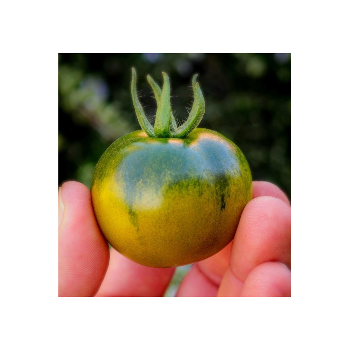 Pomodoro Camone - Az. Agricola Morana Mario